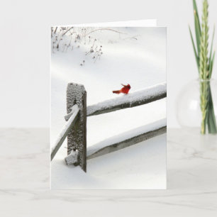 Tarjeta Festiva Cardenal en la cerca Nevado