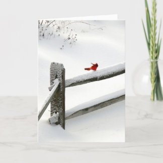 Tarjeta Festiva Cardenal en la cerca Nevado