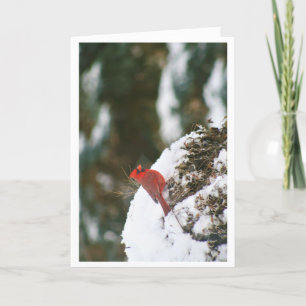 Tarjeta Festiva Cardenal en la nieve