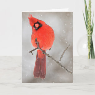 Tarjeta Festiva Cardenal masculino en la nieve
