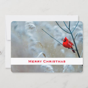 Tarjeta Festiva Cardenal rojo en Navidades de fotografía de natura
