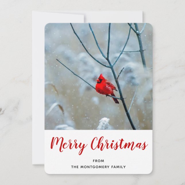 Tarjeta Festiva Cardenal rojo en Navidades de fotografía de natura (Anverso)