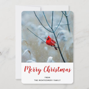 Tarjeta Festiva Cardenal rojo en Navidades de fotografía de natura