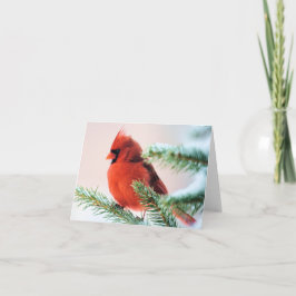 Tarjeta Festiva Cardinal in Snow Dusted Fir
