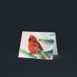 Tarjeta Festiva Cardinal in Snow Dusted Fir<br><div class="desc">A vibrantly red male cardinal sits fluffed against the cold on a fir branch delightfully dusted by snow. Ideal for any bird or nature lover for the winter holiday season!</div>