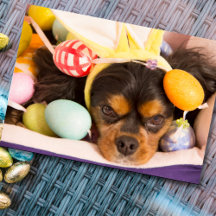 Carné Cavalier King Charles Spaniel de los huevos 