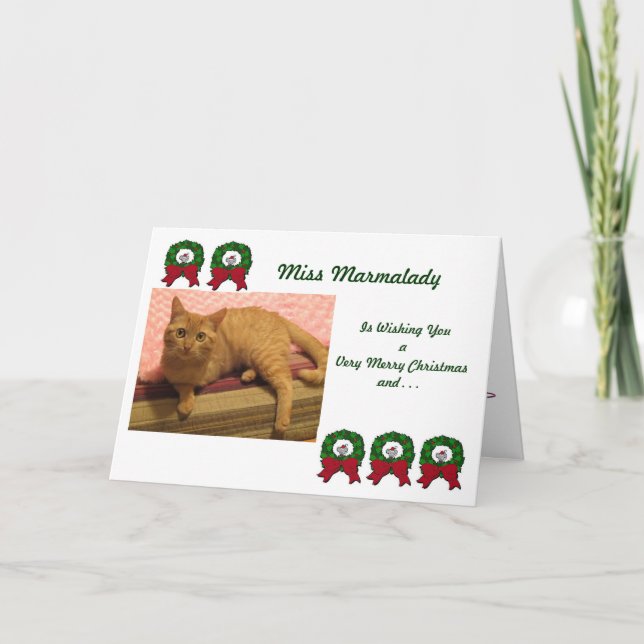 Tarjeta Festiva Cartas de los Navidades de rescate de gatos de Mar (Anverso)
