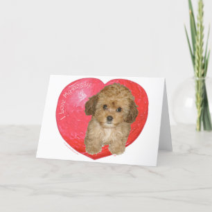 Tarjeta Festiva Cavachon San Valentín
