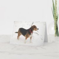 Caza del perro del beagle en tonelero de la