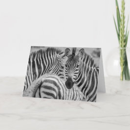 Tarjeta Festiva Cebras, Suráfrica