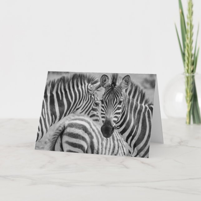 Tarjeta Festiva Cebras, Suráfrica (Anverso)