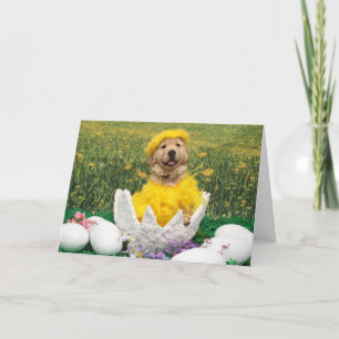 Tarjeta Festiva Chick del Golden Retriever en la cruda Pascua de H