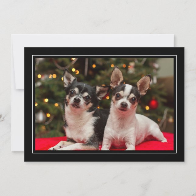 Tarjeta Festiva Chihuahua Holiday Greeting Card (Anverso)