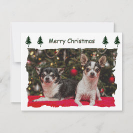 Tarjeta Festiva Chihuahua Holiday Postcard