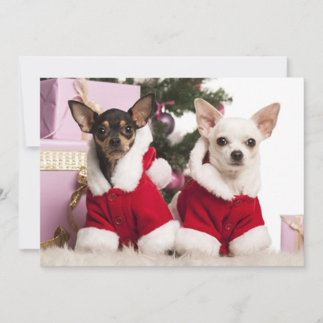 Tarjeta Festiva Chihuahua Sentado Y Usando Un Demo De Navidades (Anverso)