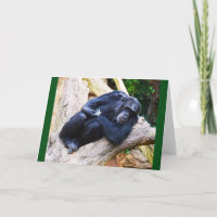 Chimpancé en reposo