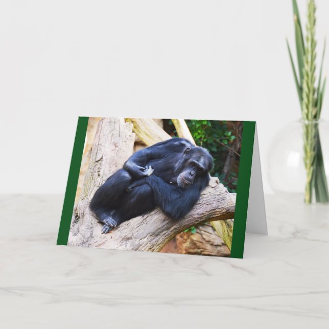 Tarjeta Festiva Chimpancé en reposo (Anverso)