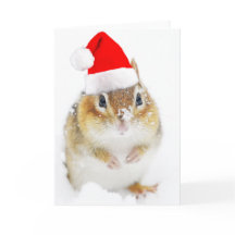 Chipmunk Nevado Santa