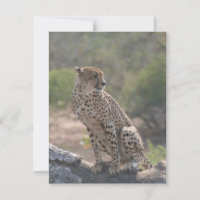 Chita sentada en un árbol caído en la naturaleza
