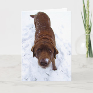 Tarjeta Festiva Chocolate Labrador en nieve