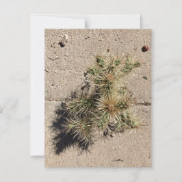 Tarjeta Festiva Cholla Cactus Creciendo en una Grieta de la Acera