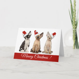 Tarjeta Festiva Christmas   Meowy Christmas Kittens