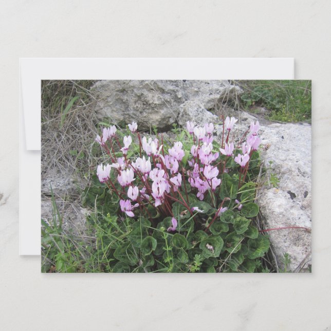 Tarjeta Festiva Ciclamen silvestre (Anverso)