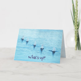 Tarjeta Festiva Cisnes Divertidos Buceando Qué Pasa En Todas Las O