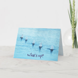 Tarjeta Festiva Cisnes Divertidos Buceando Qué Pasa En Todas Las O