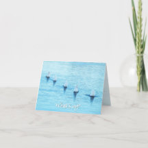 Cisnes divertidos lo que pasa en todas las ocasion