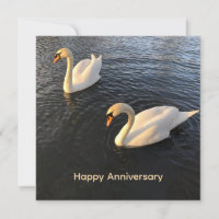 Cisnes hermosos Aniversario