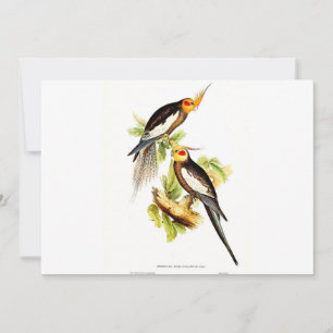 Tarjeta Festiva Cockatoo Parakeet