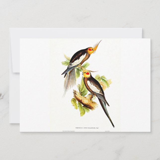 Tarjeta Festiva Cockatoo Parakeet (Anverso)