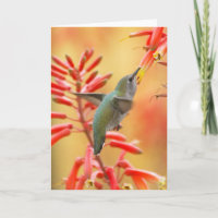 Colibrí rodeado de yuca roja