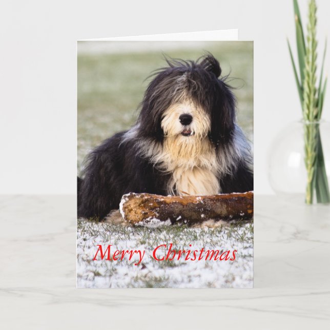 Tarjeta Festiva Collie barbudo (Anverso)