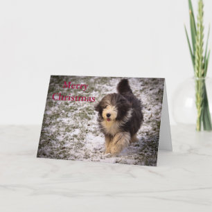 Tarjeta Festiva Collie barbudo
