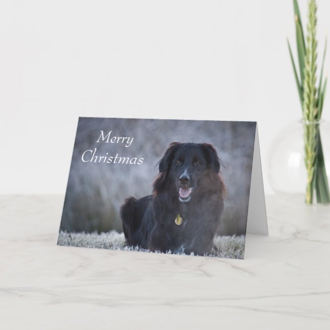 Tarjeta Festiva Collie Cross (Anverso)