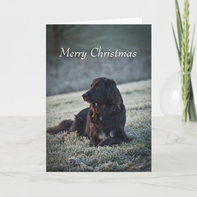 Tarjeta Festiva Collie Cross (Anverso)