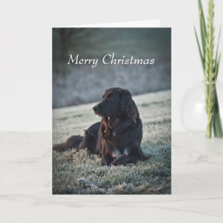 Tarjeta Festiva Collie Cross