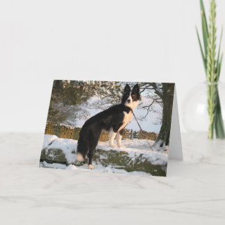 Tarjeta Festiva Collie de borde en nieve