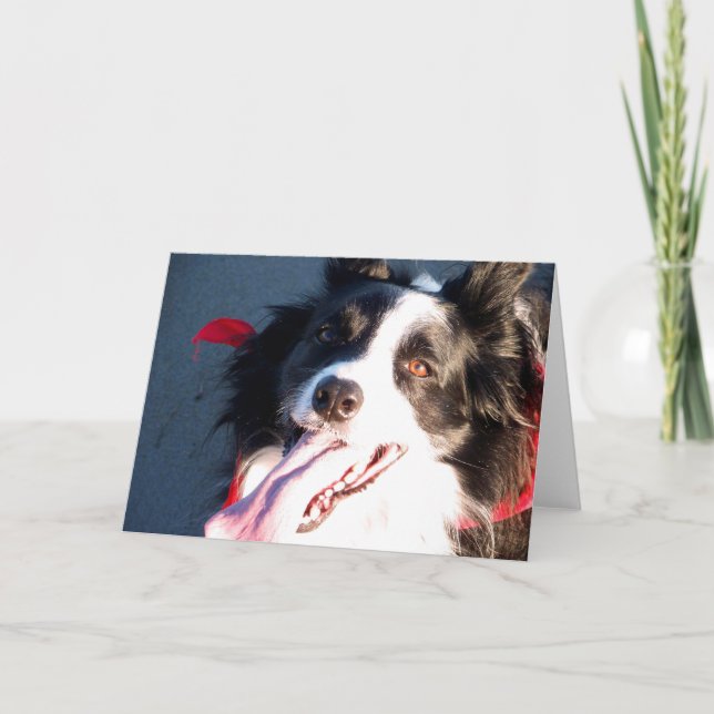 Tarjeta Festiva Collie de borde feliz (Anverso)