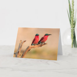 Tarjeta Festiva Comedores de abejas carmín, Delta Okavango