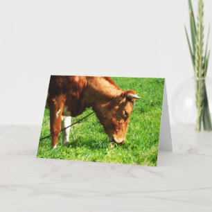 Tarjeta Festiva Comer vacas de Guernsey