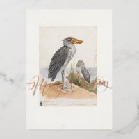 Cigüeña Pico Zapato Impresión de 1887 Zoologica Áf