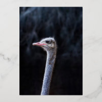 retrato de avestruz