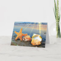 conchas de mar y estrellas de mar en la playa