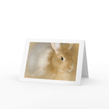 Conejo conejo conejo (Caramel)