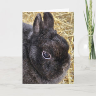 Tarjeta Festiva Conejo enano holandés negro de Pascua