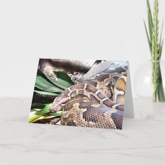 Tarjeta Festiva Constrictor de Boa (Anverso)