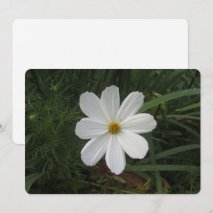 Tarjeta Festiva Cosmea
